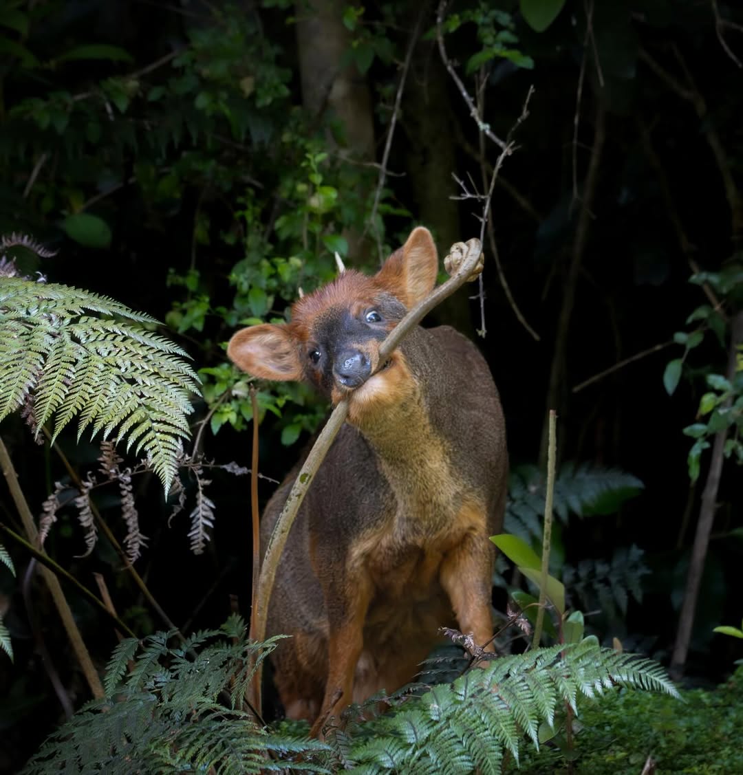 Fundación Reforestemos tweet media
