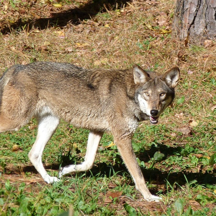International Wolf Center tweet media