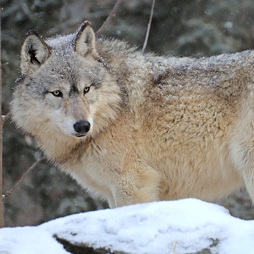 International Wolf Center tweet media