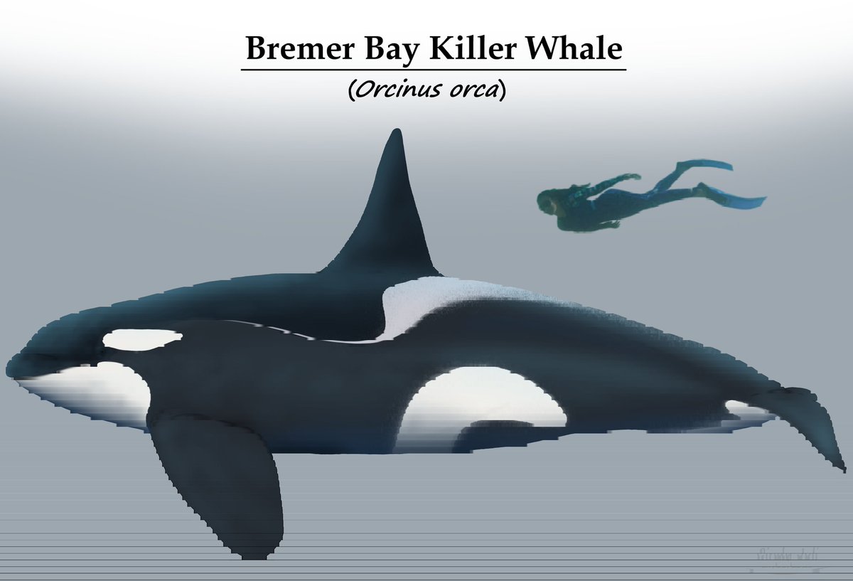 Cindy_Joli's tweet image. Bremer Bay's resident killer whales, part of my collection of Cetaceans of WA. 

#WA #bremerbay #orca #killerwhale #Size
