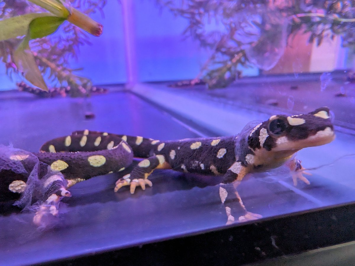 ごびふぁーむ tweet media