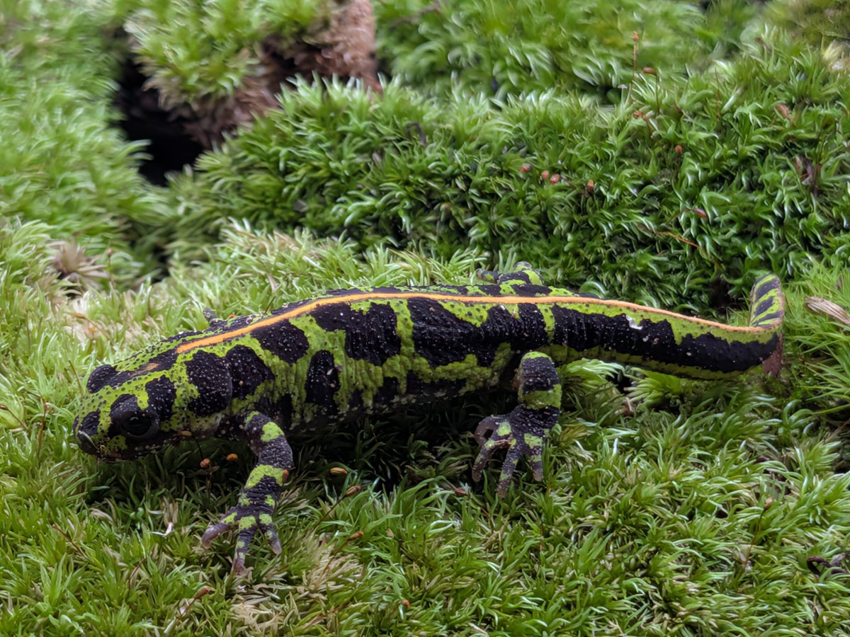 ごびふぁーむ tweet media