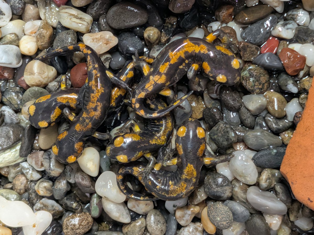 ごびふぁーむ tweet media