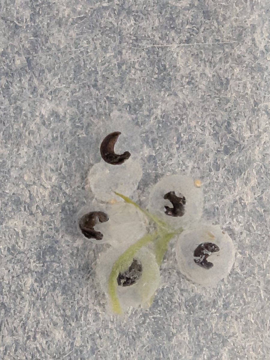 ごびふぁーむ tweet media