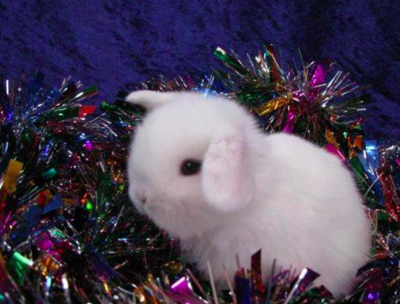 William Beckett as bunnies ! tweet media