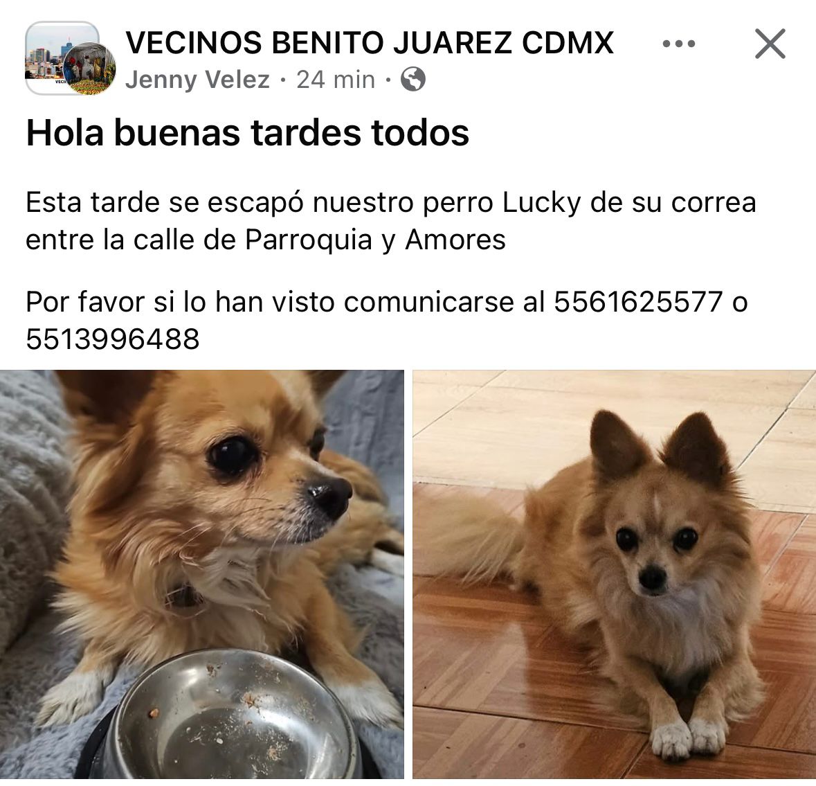 por_perros tweet media