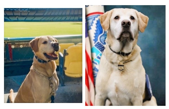 USDA_APHIS's tweet photo. Meet Ellee, the Canine Defender of the Month!
Working with @CBP in Long Beach, California, Ellee sniffed out 4,400 lbs. of duck blood and over 1,100 lbs. of pork sausage in a cargo shipment.
#DetectorDogs help protect our agriculture.
#APHIS #AQI #ProtectingAgriculture https://t.co/6o9EcmhoDr