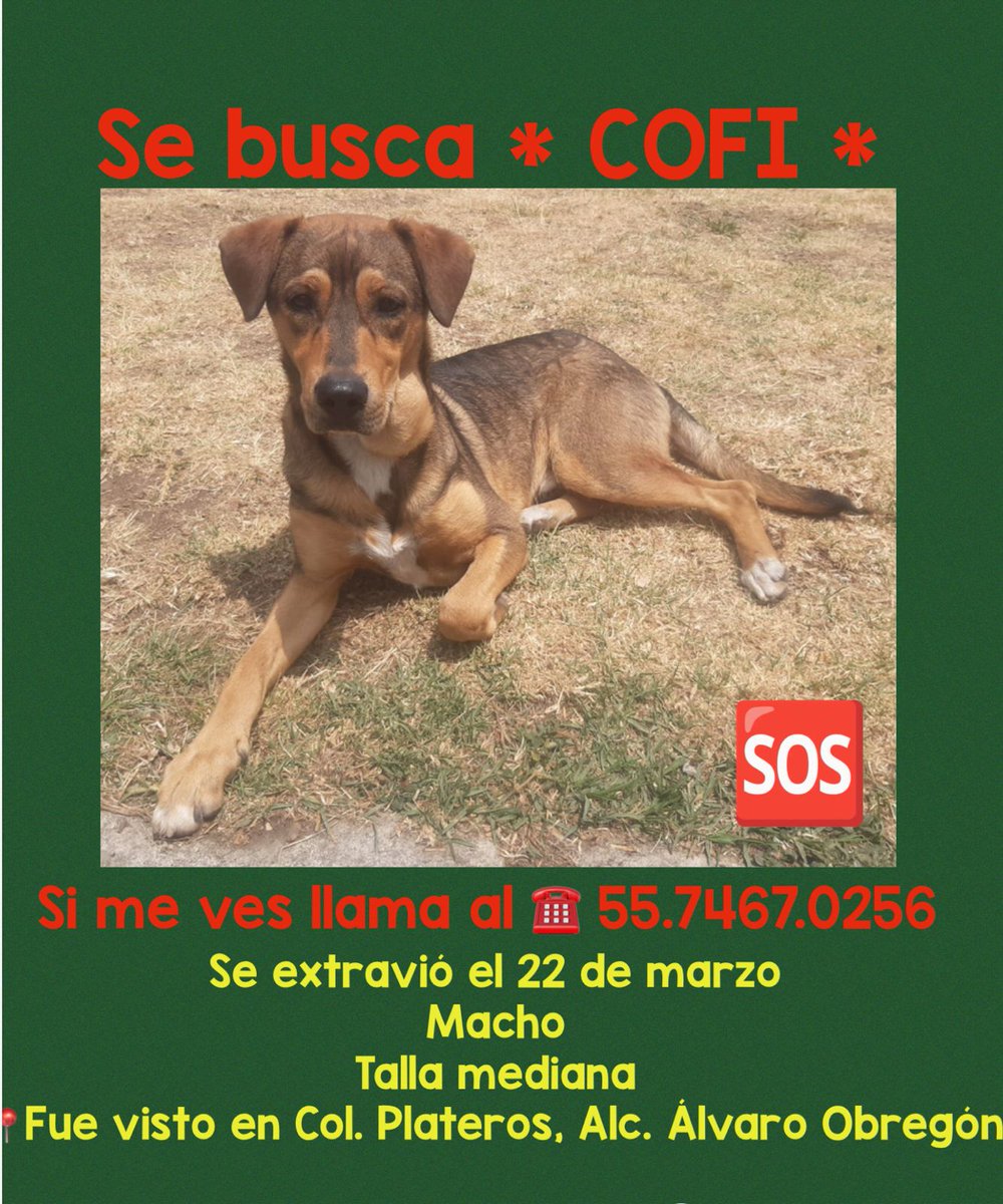 por_perros tweet media