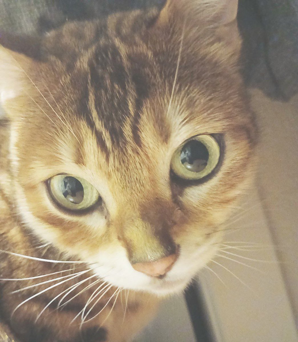 wowhevhell's tweet photo. #cat https://t.co/1KNCfitZmR