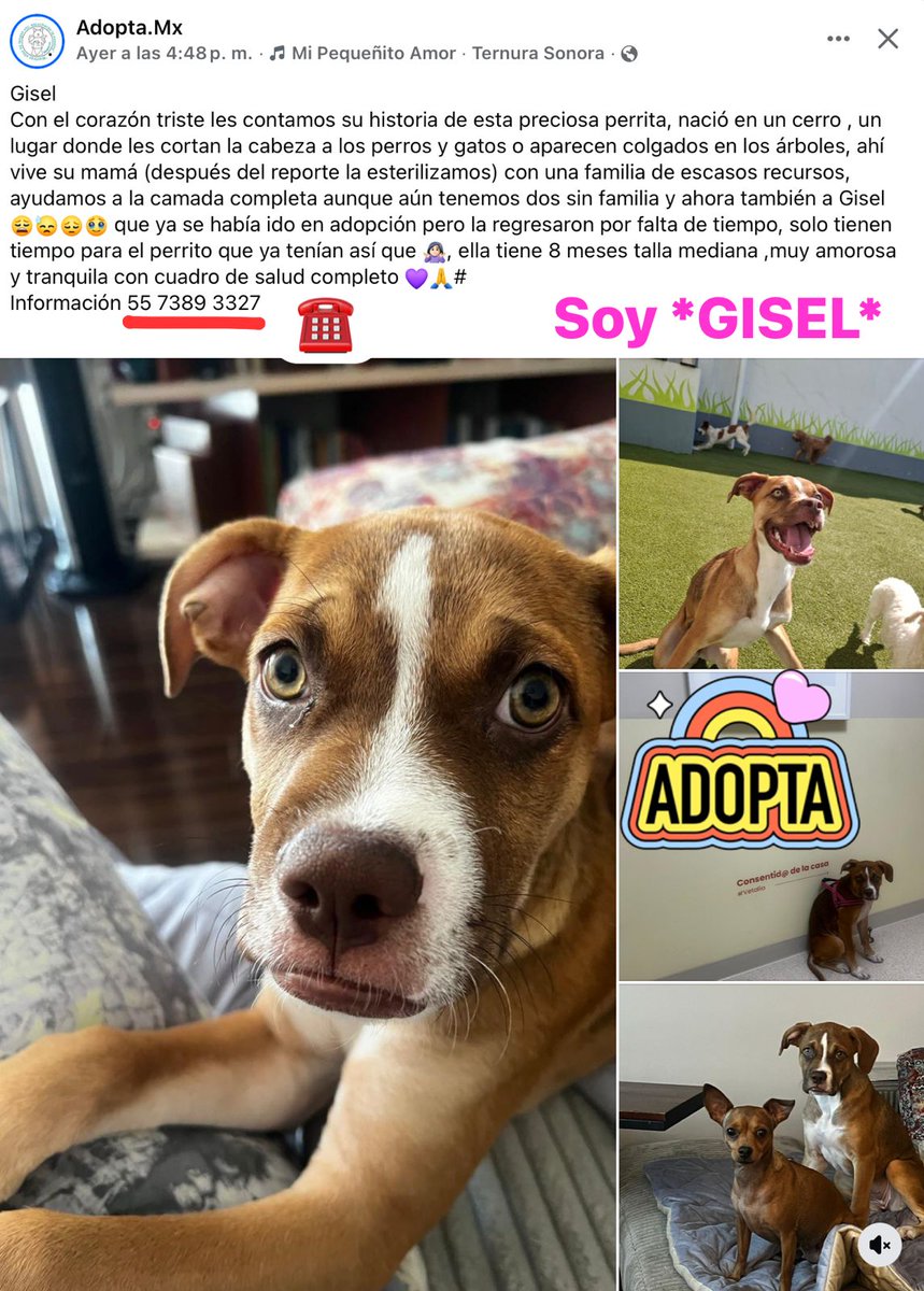 por_perros tweet media