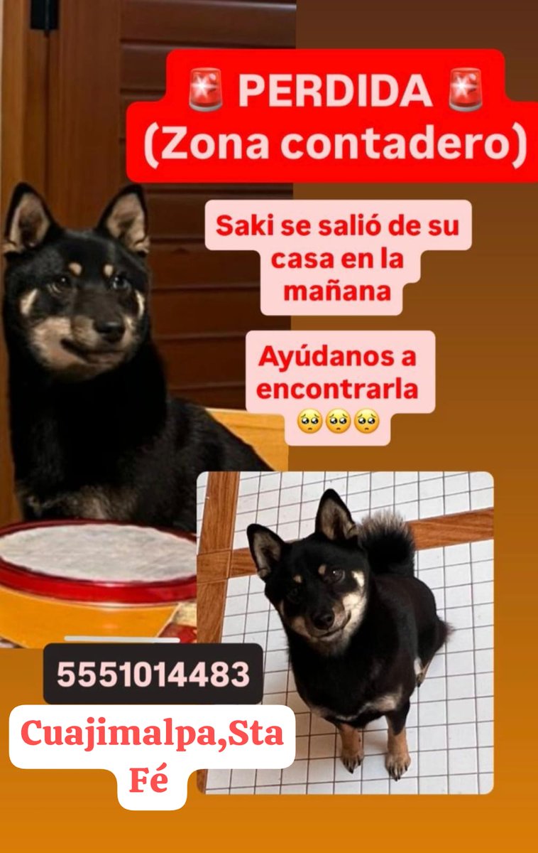 por_perros tweet media