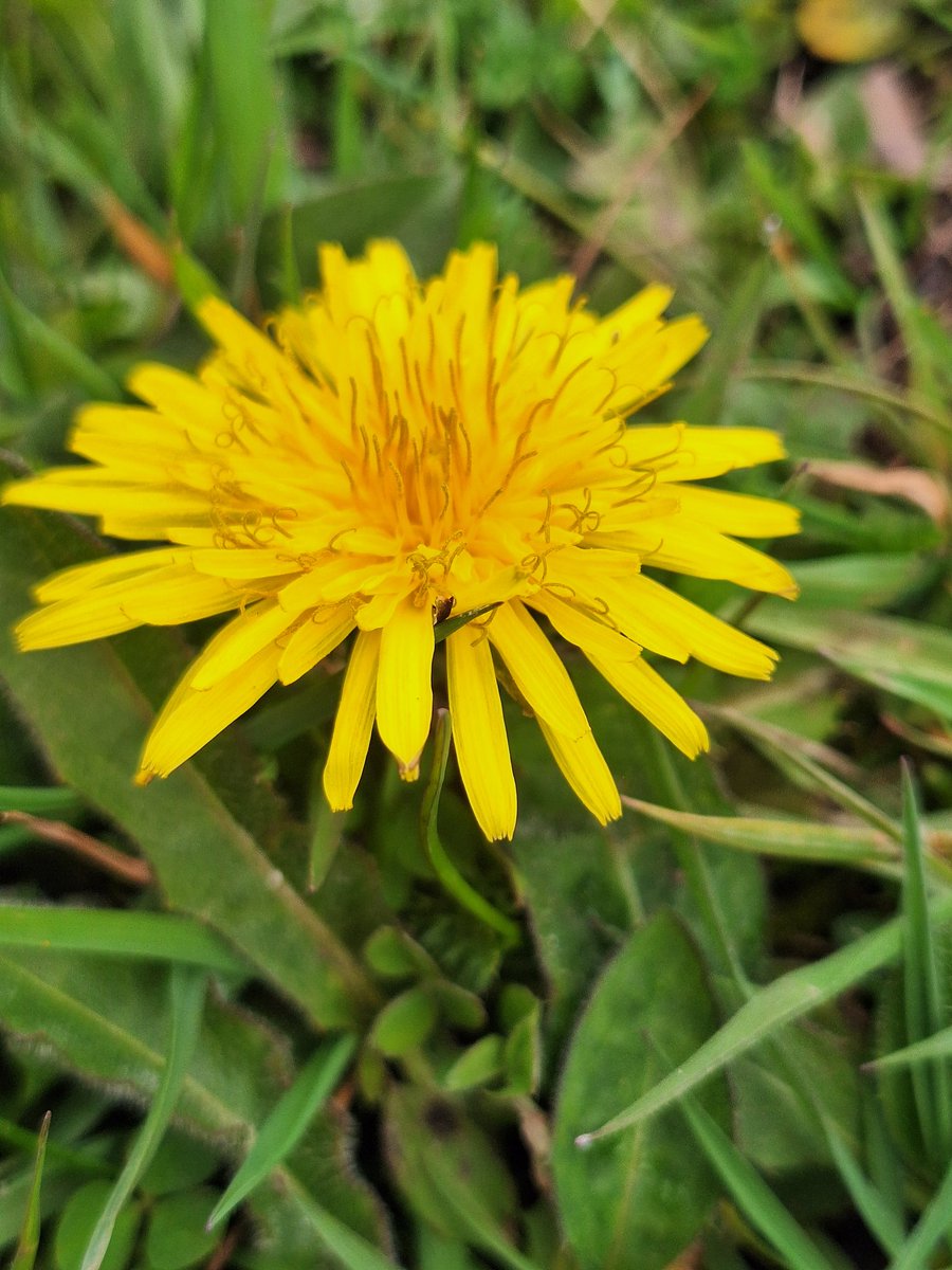 MIP34 Ⓥ💚🦉🦔🦊🦝🦌🕊🌈🇪🇺💙 tweet media