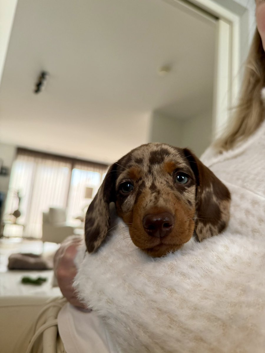 Peter ter Horst tweet media