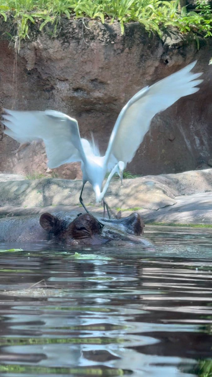 Jeff Last tweet media