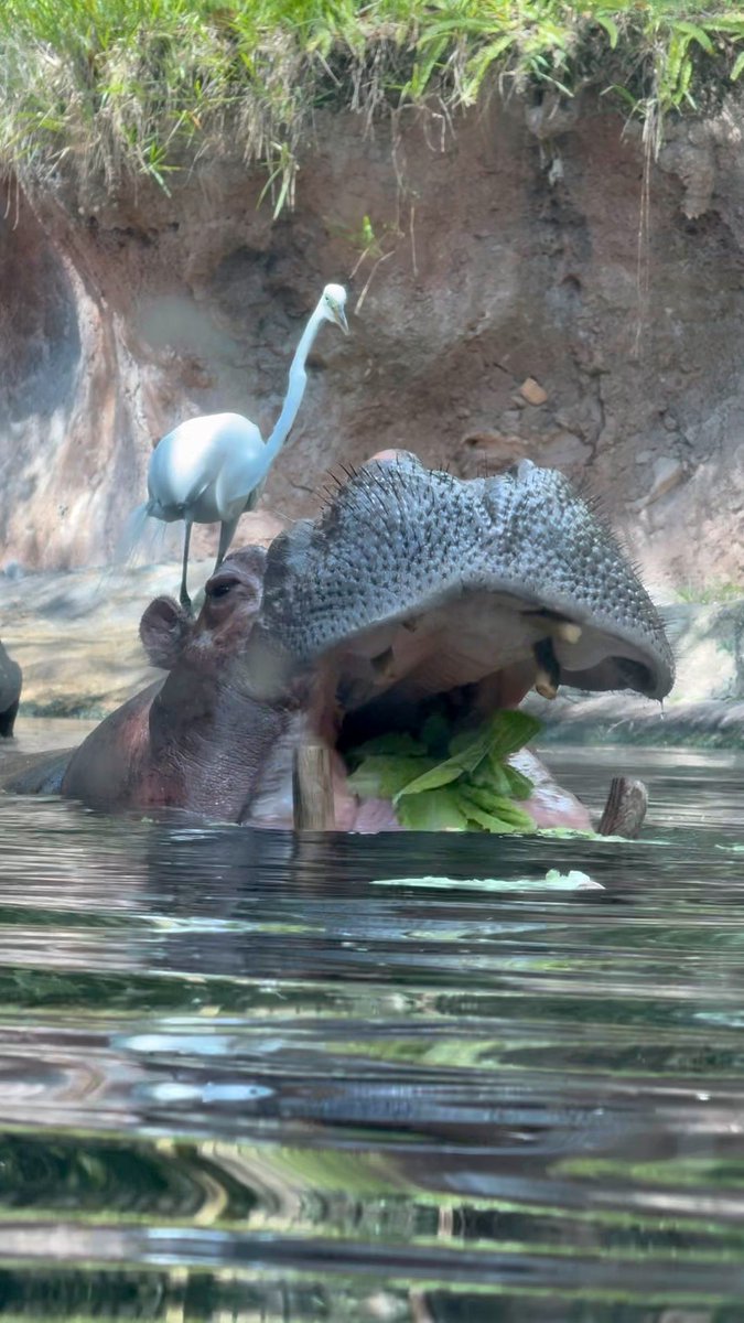 Jeff Last tweet media