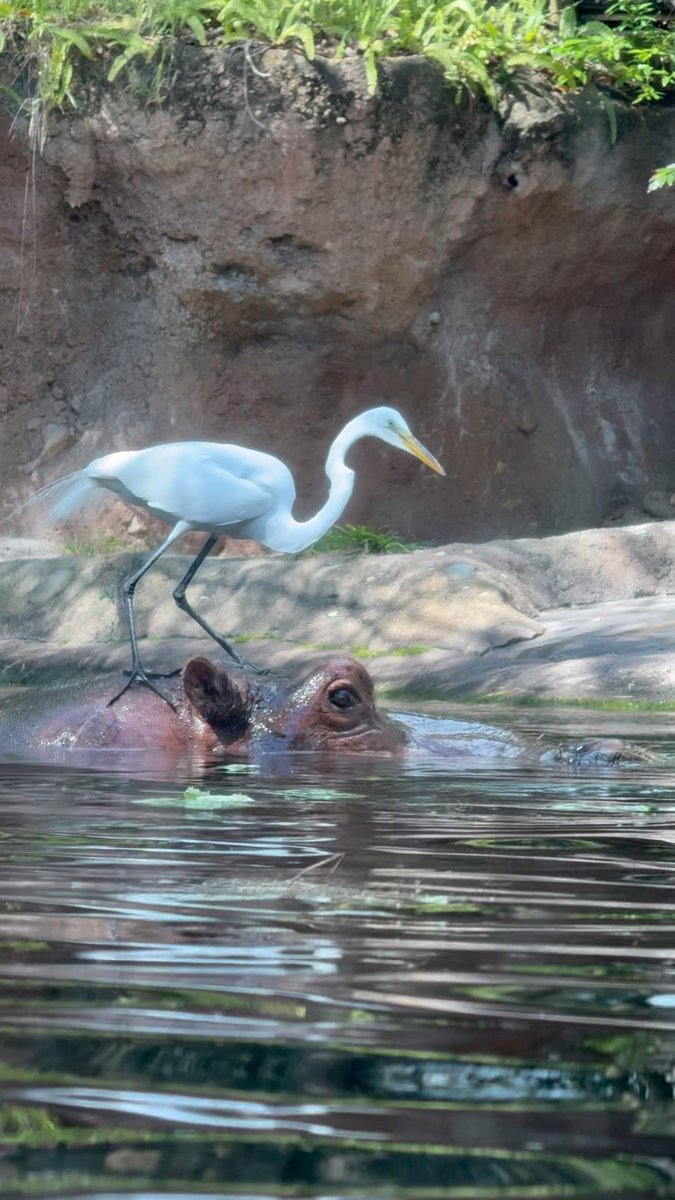 Jeff Last tweet media