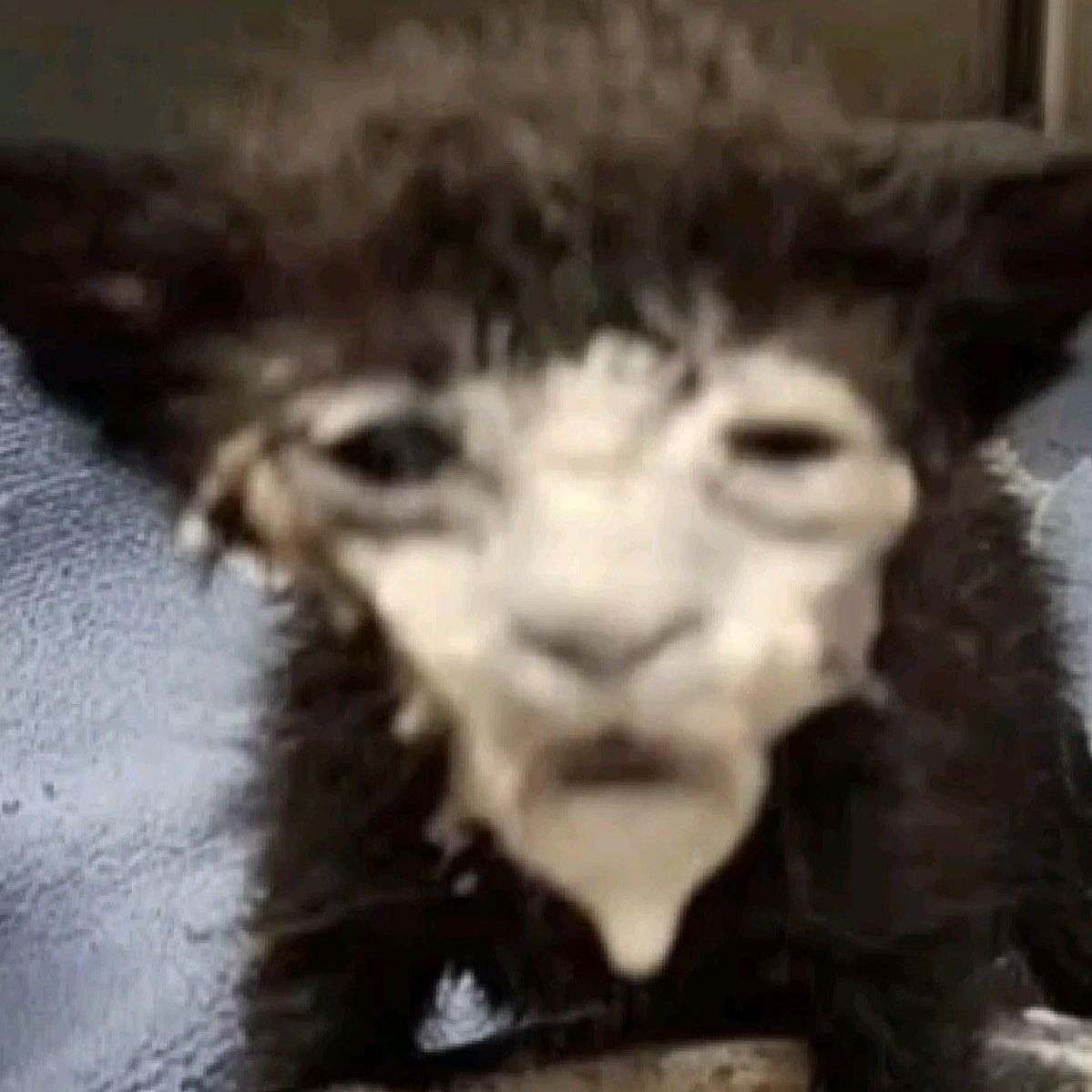 🐺♥️' tweet media