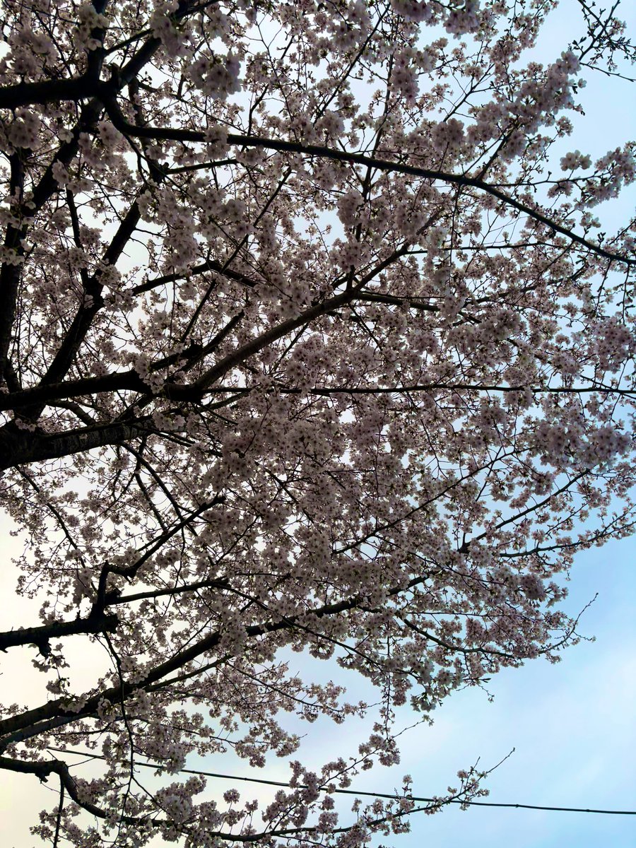 ち ょ め tweet media