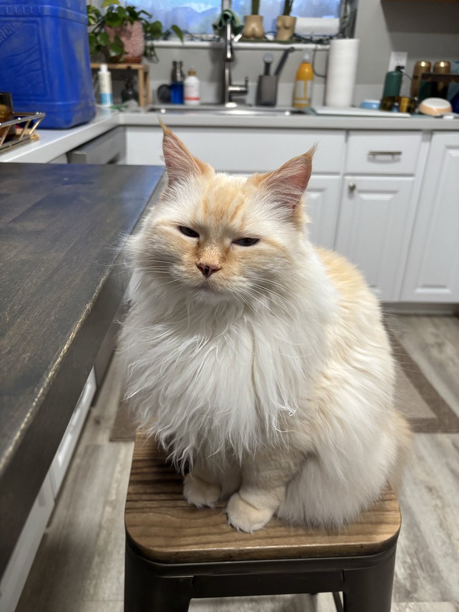 Juju and Cleo tweet media