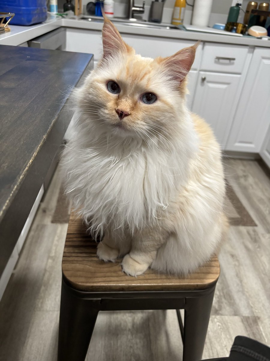 Juju and Cleo tweet media