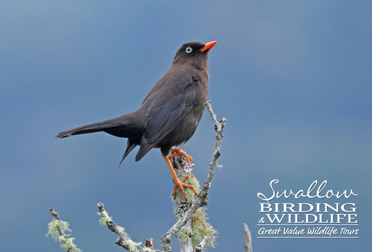 Swallow Birding & Wildlife tweet media
