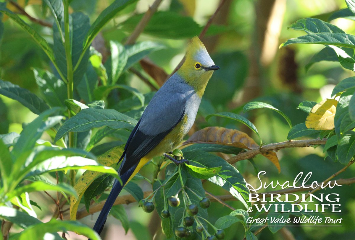 Swallow Birding & Wildlife tweet media