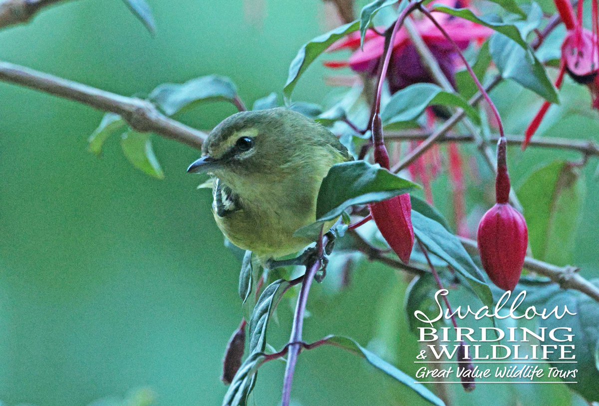 Swallow Birding & Wildlife tweet media