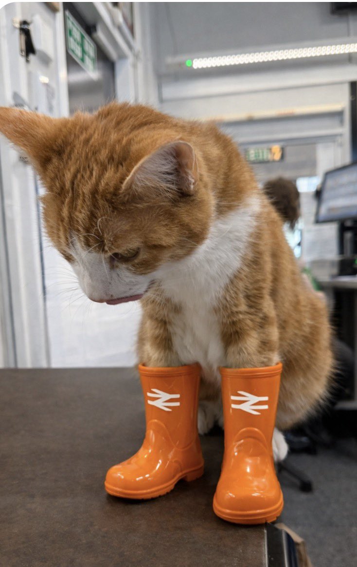 George The Stourbridge Junction Station Cat tweet media