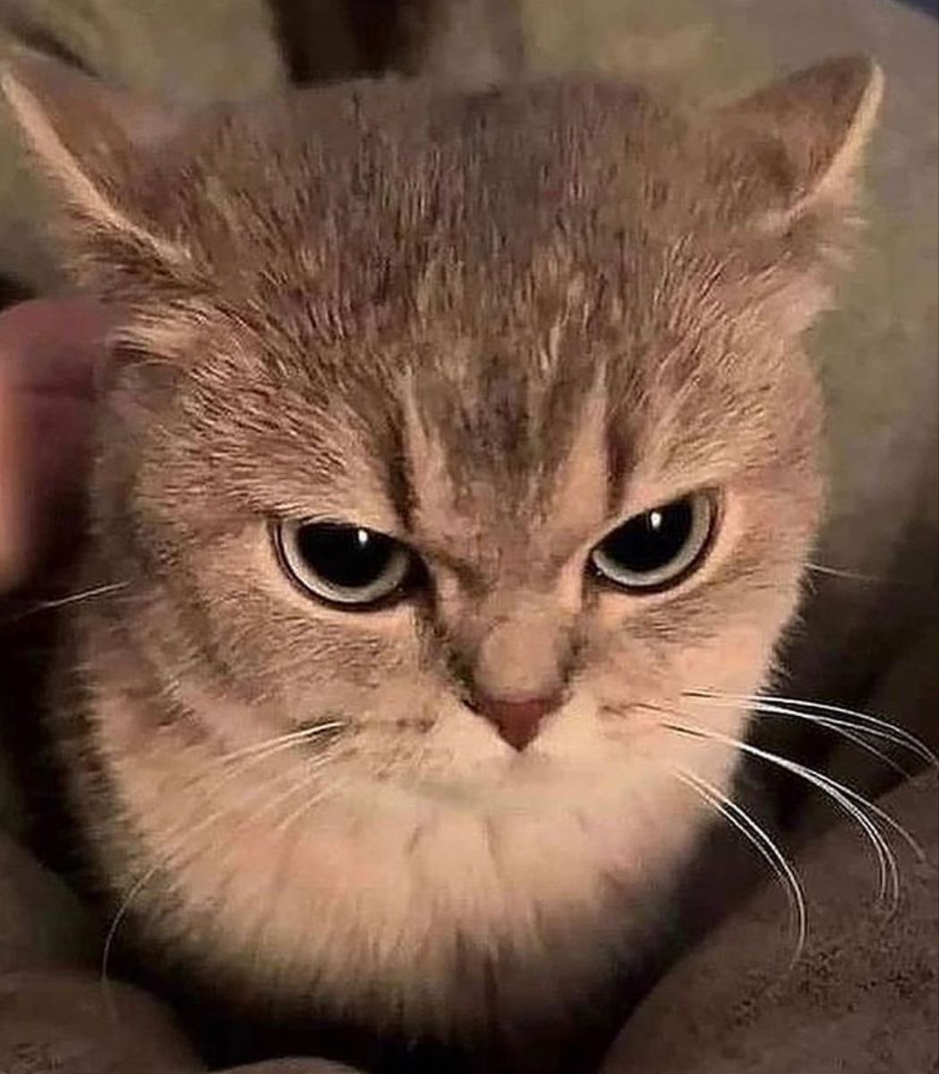 Fai Bahng 🩸 tweet media