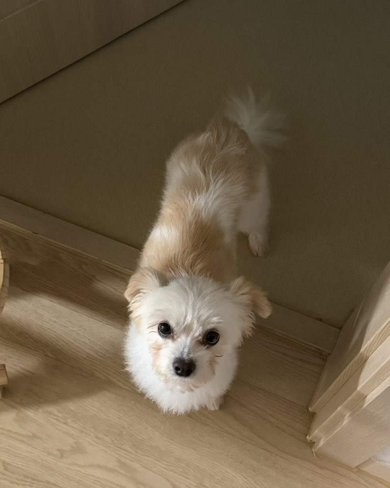 강아지 tweet media