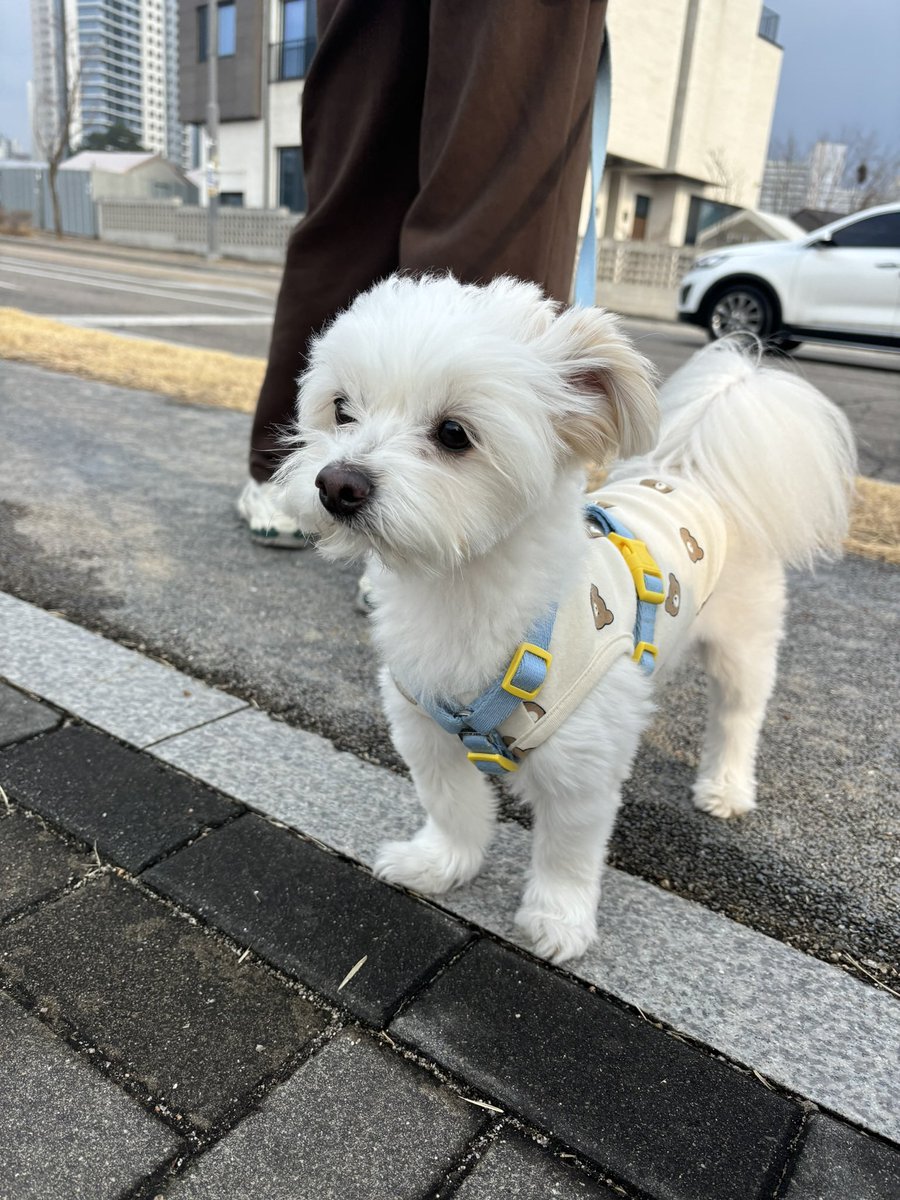 강아지 tweet media