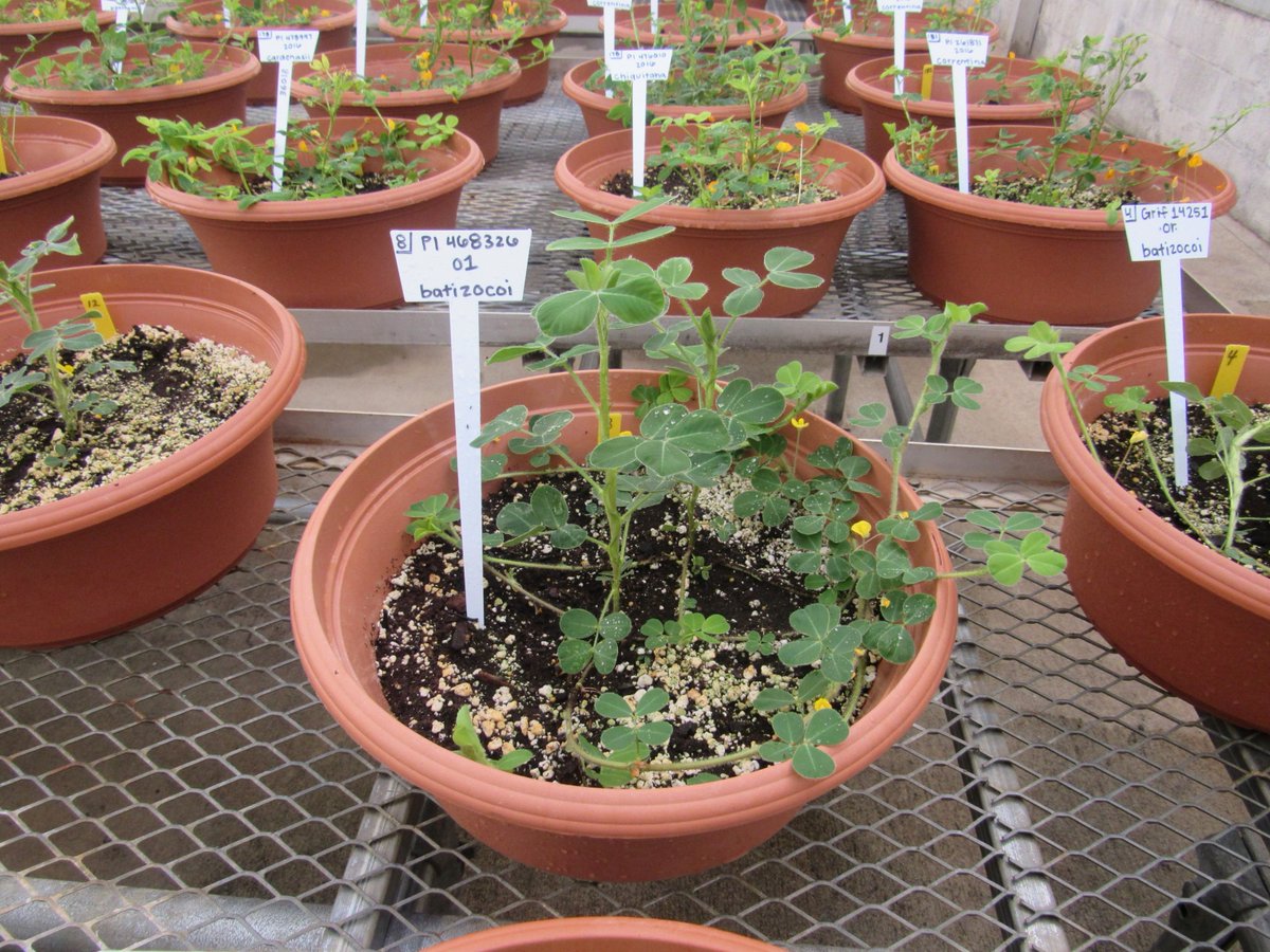 Agricultural Research Service tweet media