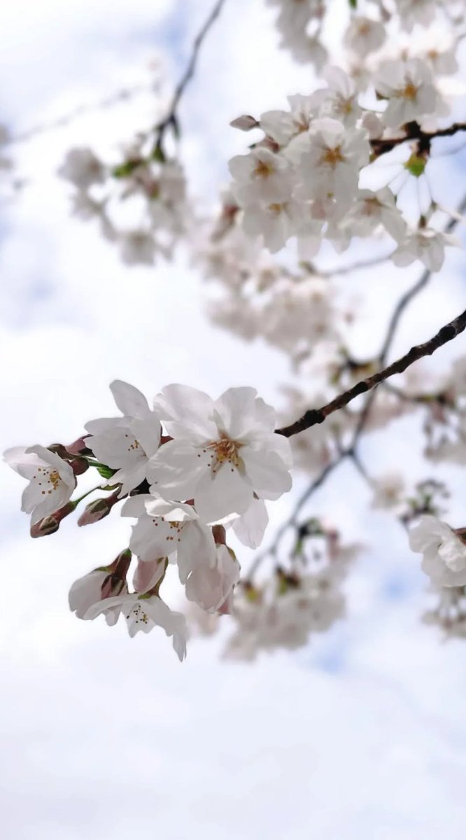 Elia Stellaria 🪿🍌 Goose VTuber tweet media