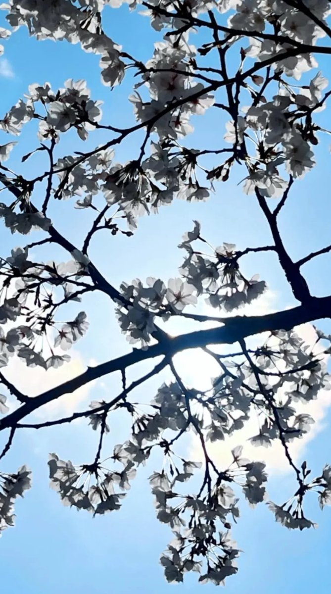 Elia Stellaria 🪿🍌 Goose VTuber tweet media