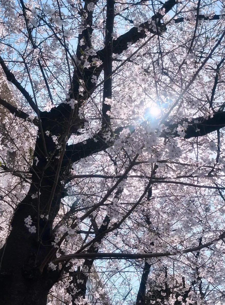 Elia Stellaria 🪿🍌 Goose VTuber tweet media