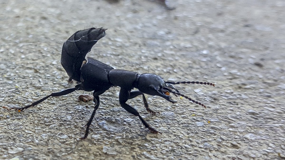 Eduhoz's tweet image. Vida mínima.

Cuidado: Contiene saltamontes y langostas, para quien tenga miedo.

#insectos #entomologia #macronature #naturephotography #bugs #insectphotography #entomology #biodiversidad #macrophotography