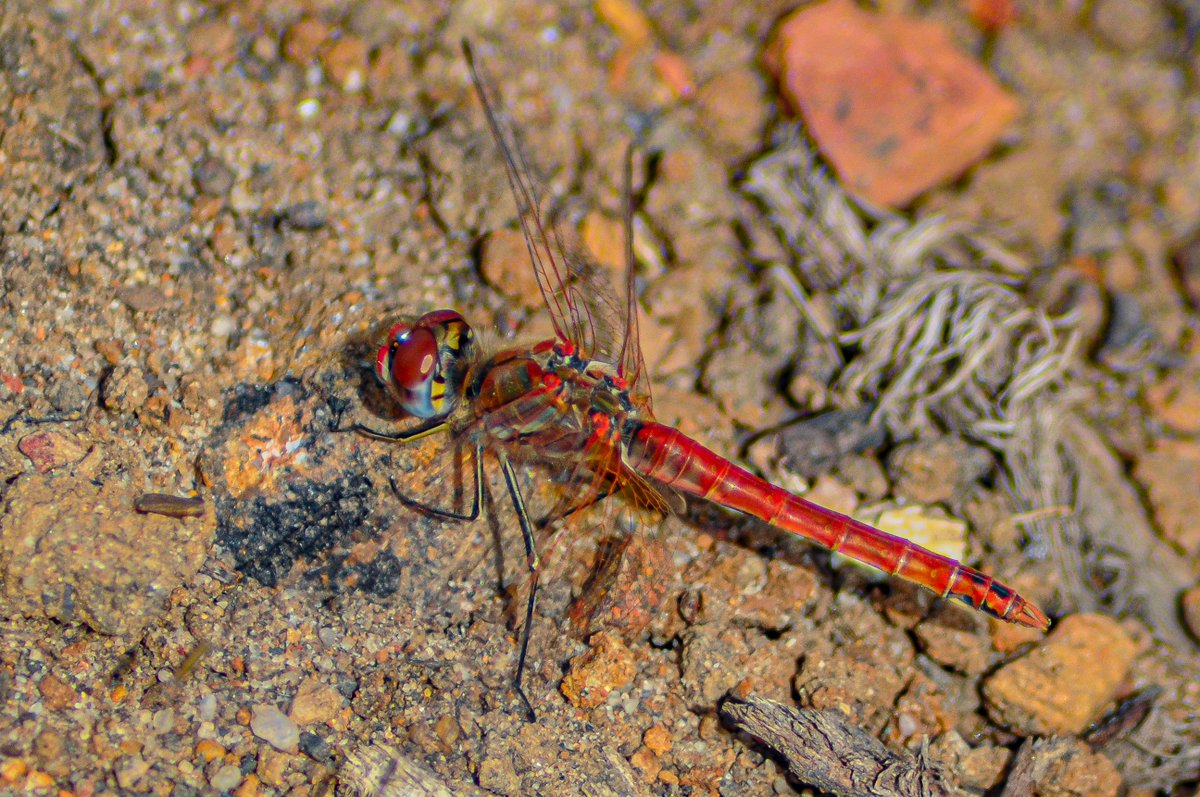 Eduhoz's tweet image. Vida mínima.

Cuidado: Contiene saltamontes y langostas, para quien tenga miedo.

#insectos #entomologia #macronature #naturephotography #bugs #insectphotography #entomology #biodiversidad #macrophotography