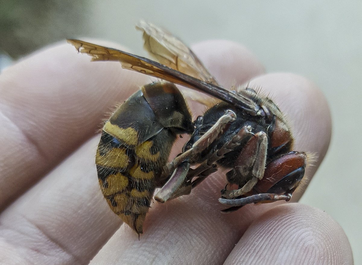Eduhoz's tweet image. Vida mínima.

Cuidado: Contiene saltamontes y langostas, para quien tenga miedo.

#insectos #entomologia #macronature #naturephotography #bugs #insectphotography #entomology #biodiversidad #macrophotography