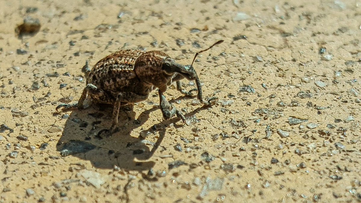Eduhoz's tweet image. Vida mínima.

Cuidado: Contiene saltamontes y langostas, para quien tenga miedo.

#insectos #entomologia #macronature #naturephotography #bugs #insectphotography #entomology #biodiversidad #macrophotography
