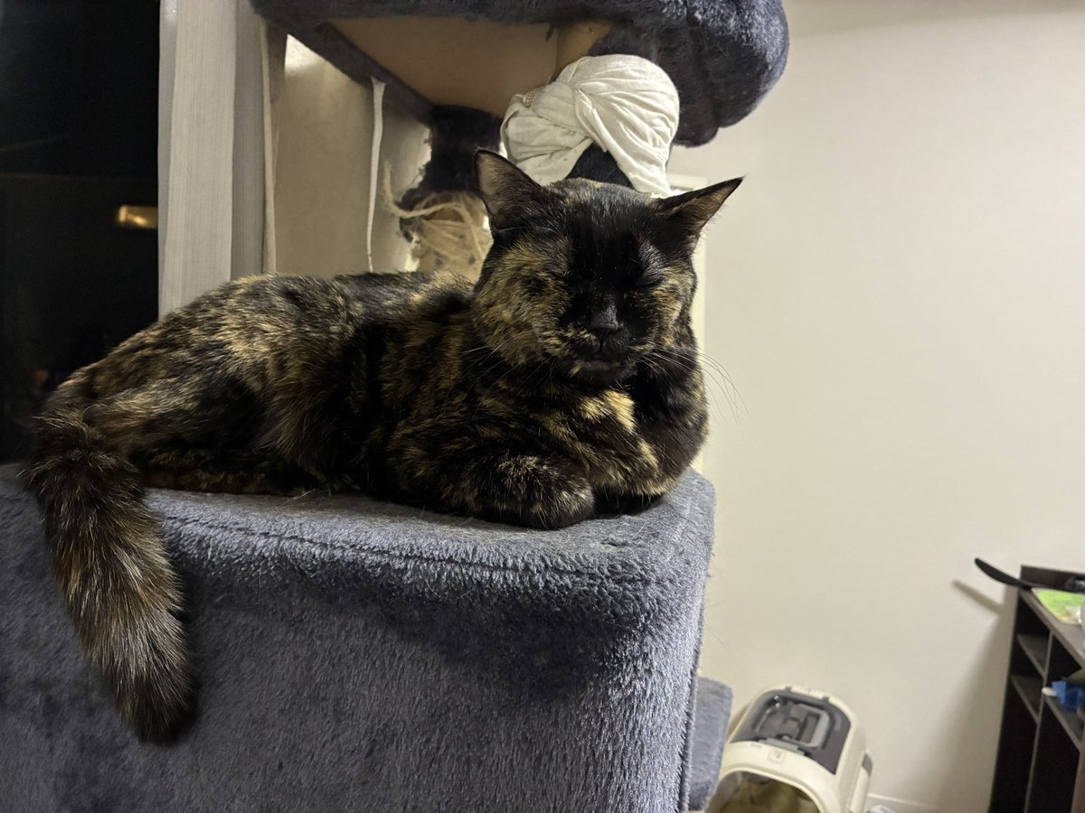 サビエールサビサビ・ザ・サビ3世 tweet media