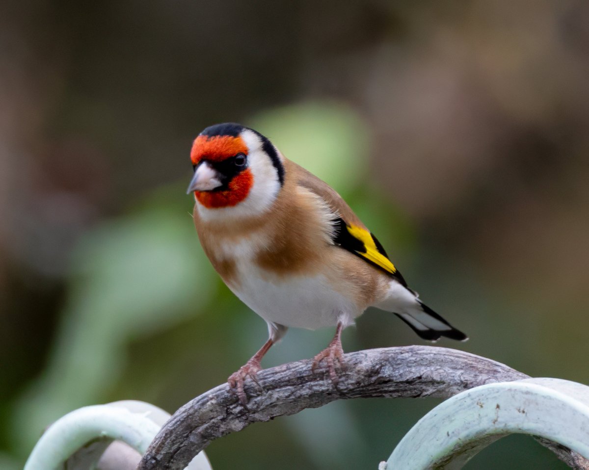 Real Hermandad de San Antonio Abad de Valencia tweet media