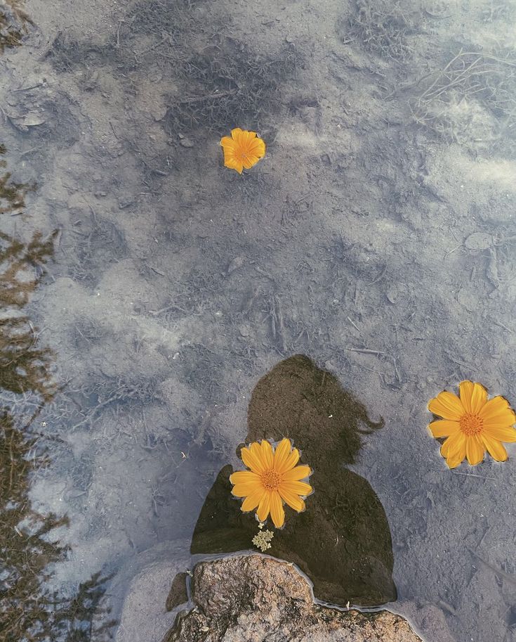 (Περσεφόνη)El jardín pierde sus hojas 🍂 tweet media