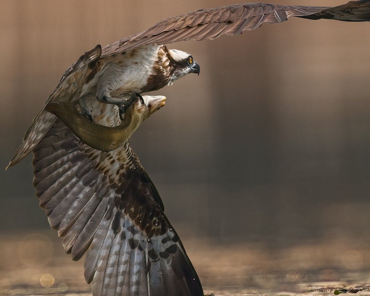 Ratna.Raptor tweet media