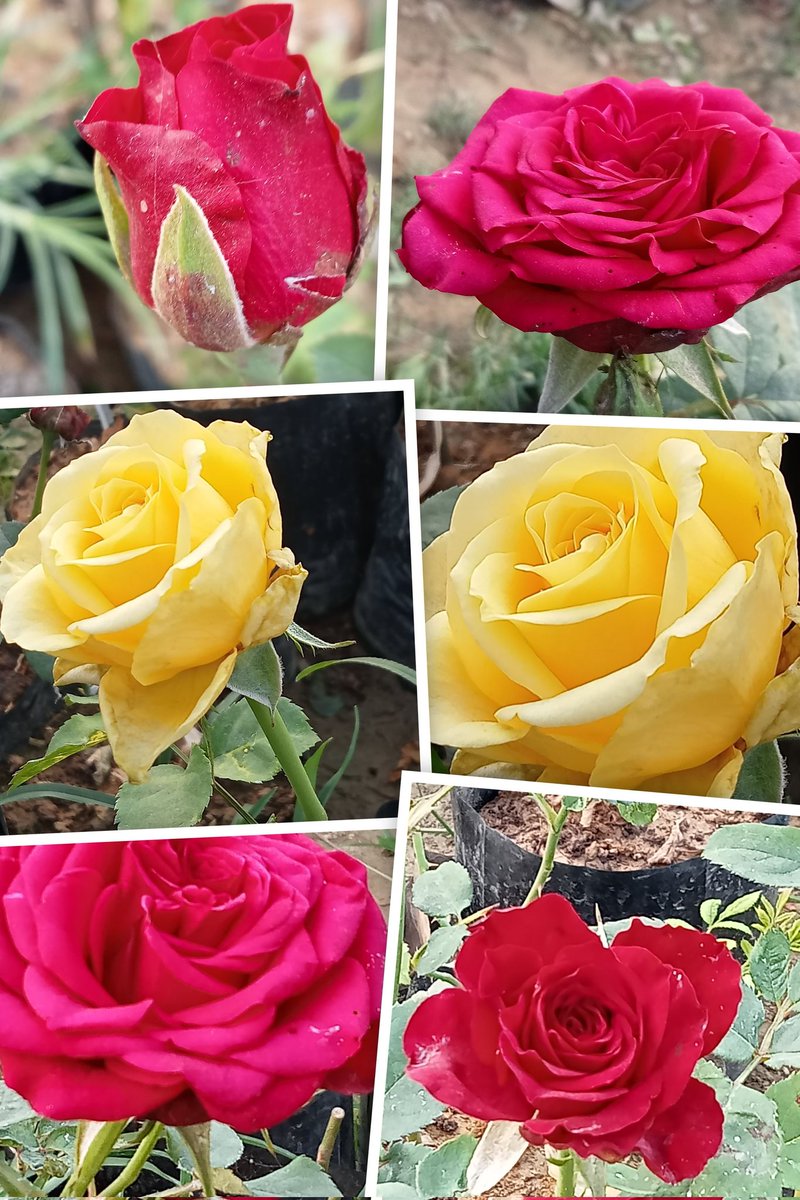 Rahul Pathak tweet media