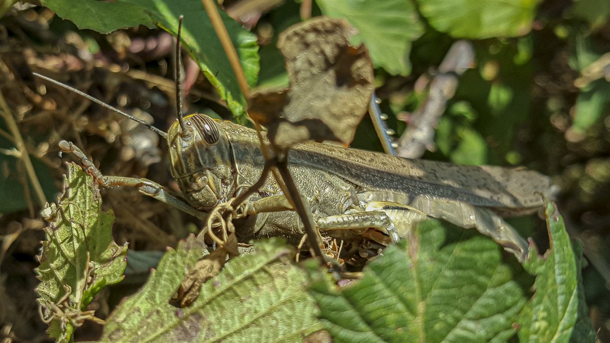 Eduhoz's tweet image. Vida mínima.

Cuidado: Contiene saltamontes y langostas, para quien tenga miedo.

#insectos #entomologia #macronature #naturephotography #bugs #insectphotography #entomology #biodiversidad #macrophotography