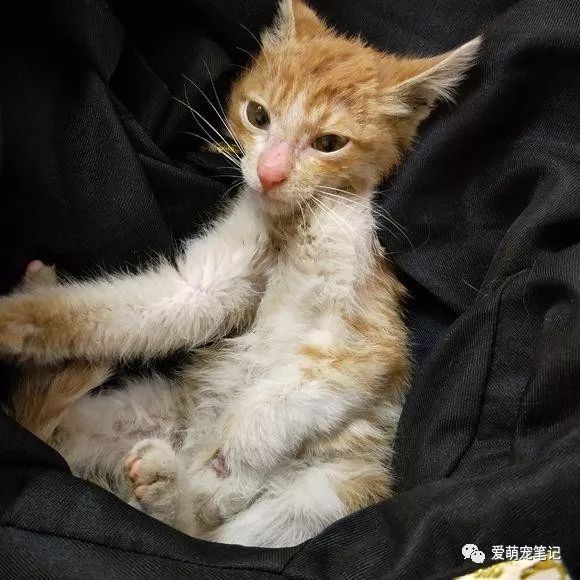 brian carlin tweet media