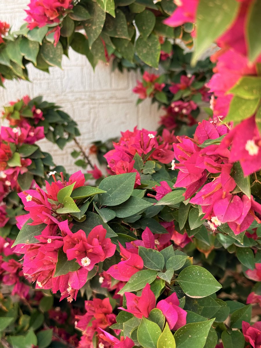 ⌞ IRAM ⌝ tweet media