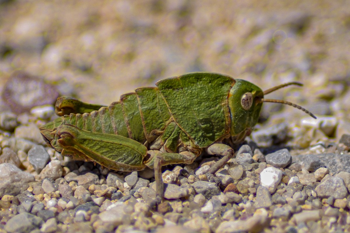 Eduhoz's tweet image. Vida mínima.

Cuidado: Contiene saltamontes y langostas, para quien tenga miedo.

#insectos #entomologia #macronature #naturephotography #bugs #insectphotography #entomology #biodiversidad #macrophotography