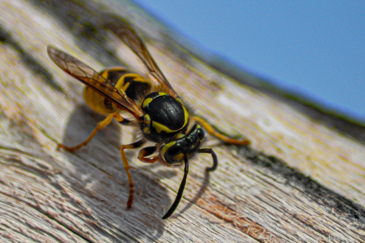 Eduhoz's tweet image. Vida mínima.

Cuidado: Contiene saltamontes y langostas, para quien tenga miedo.

#insectos #entomologia #macronature #naturephotography #bugs #insectphotography #entomology #biodiversidad #macrophotography