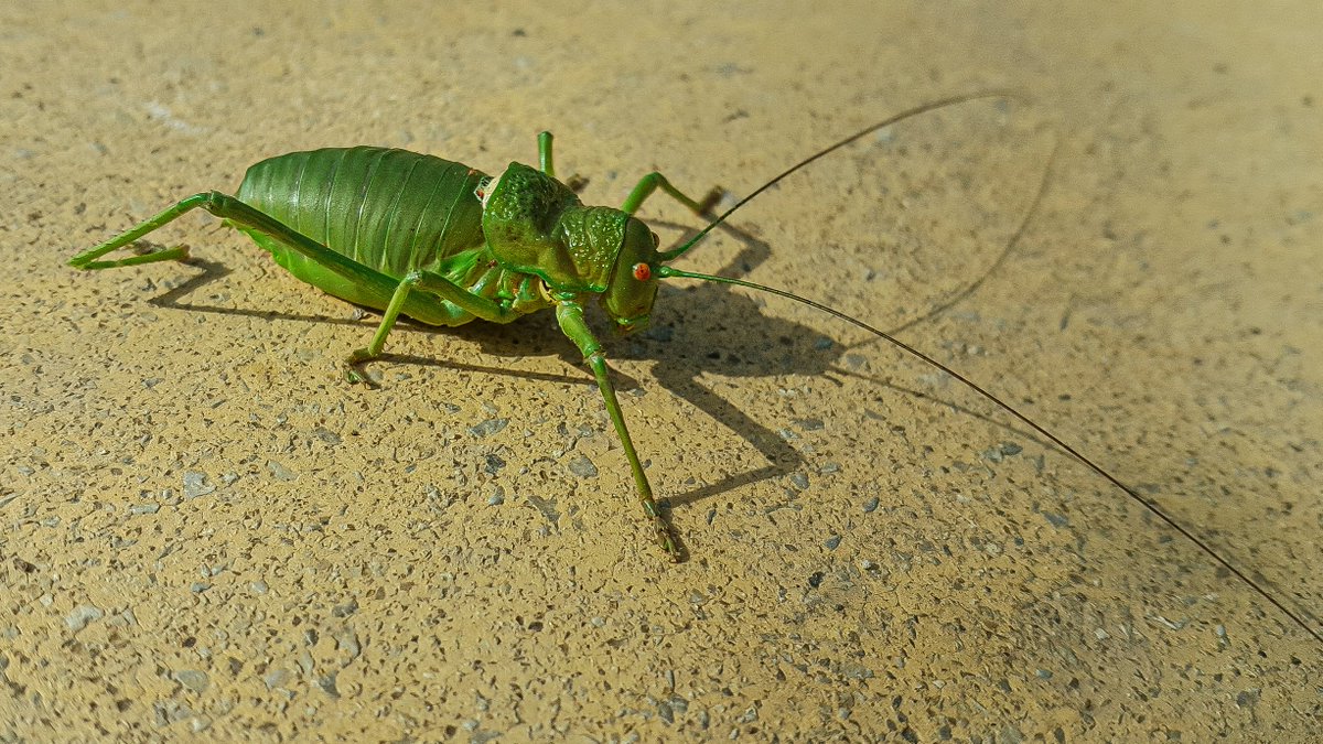 Eduhoz's tweet image. Vida mínima.

Cuidado: Contiene saltamontes y langostas, para quien tenga miedo.

#insectos #entomologia #macronature #naturephotography #bugs #insectphotography #entomology #biodiversidad #macrophotography